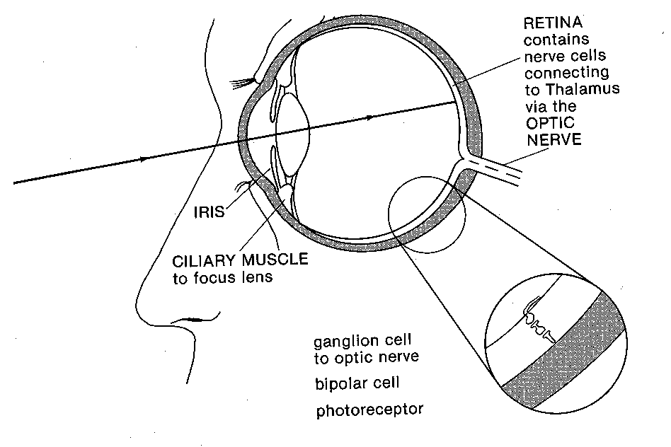 retina