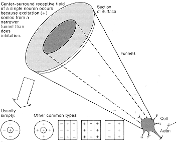 receptive field