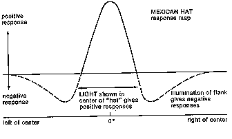 Mexican hat
