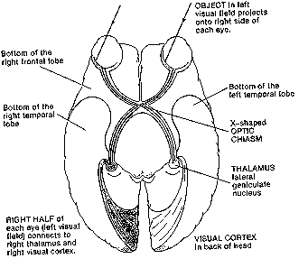 visual pathway to cortex