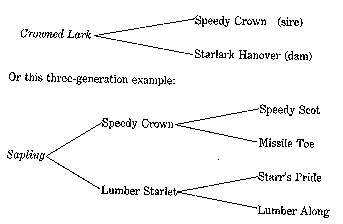 horse names