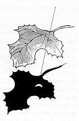 Holy leaf